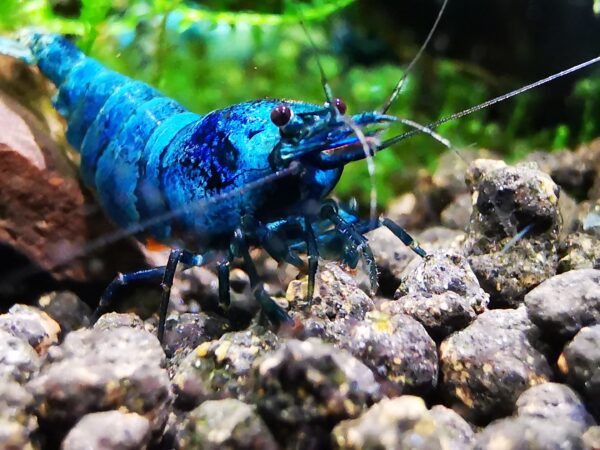 BLUE BOLT HIGH GRADE - 1.0 CM